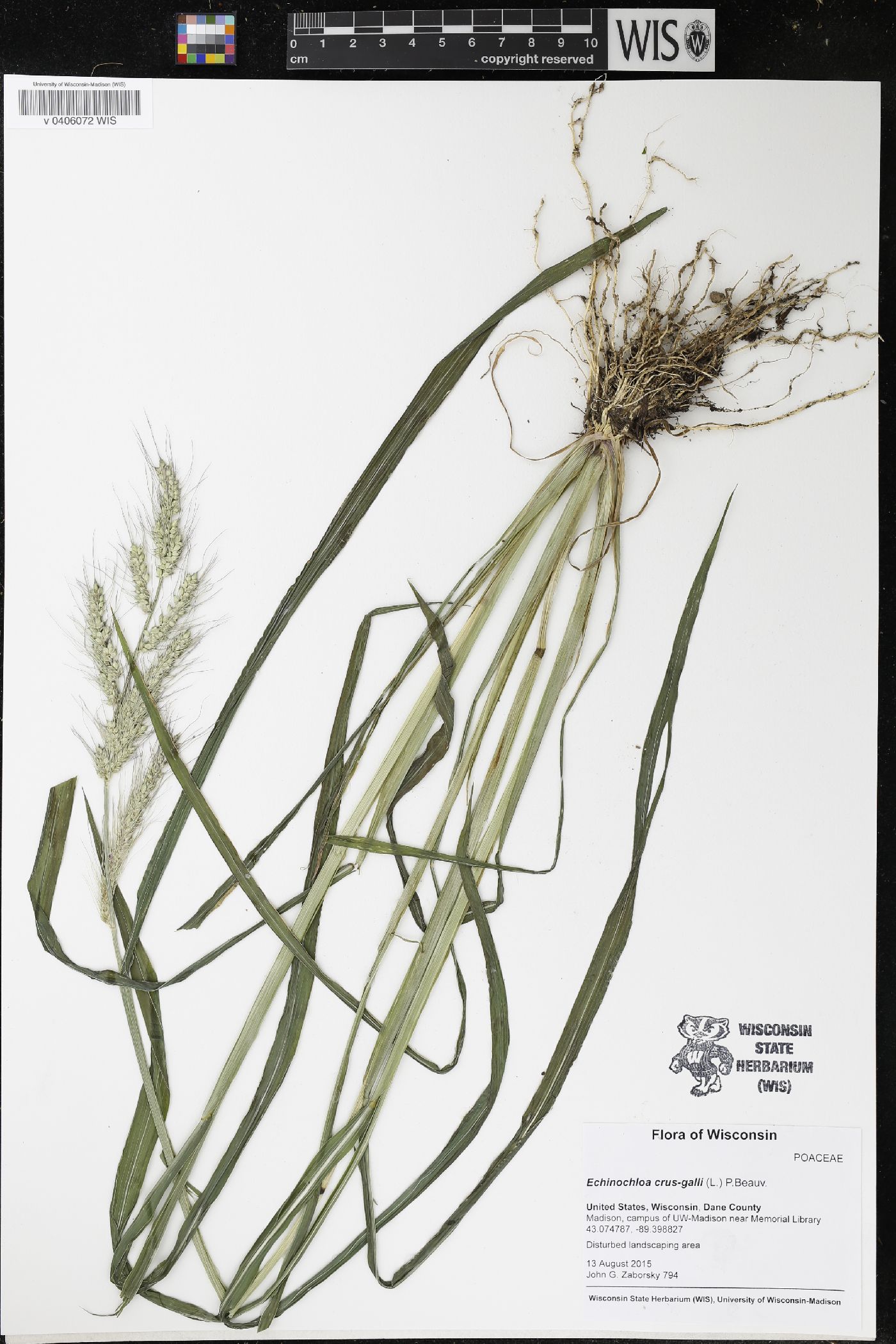 Echinochloa crus-galli image