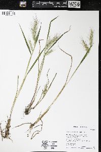 Echinochloa walteri image