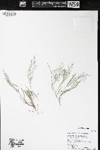 Eragrostis frankii image