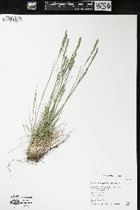 Festuca trachyphylla image