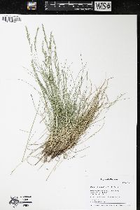 Festuca trachyphylla image