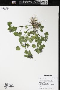 Lamium purpureum image