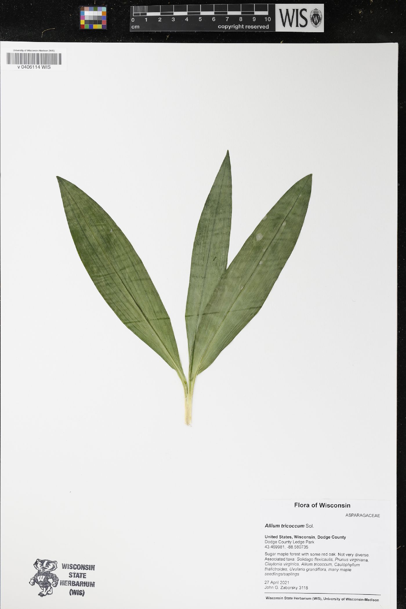 Allium tricoccum image