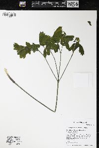 Caulophyllum thalictroides image