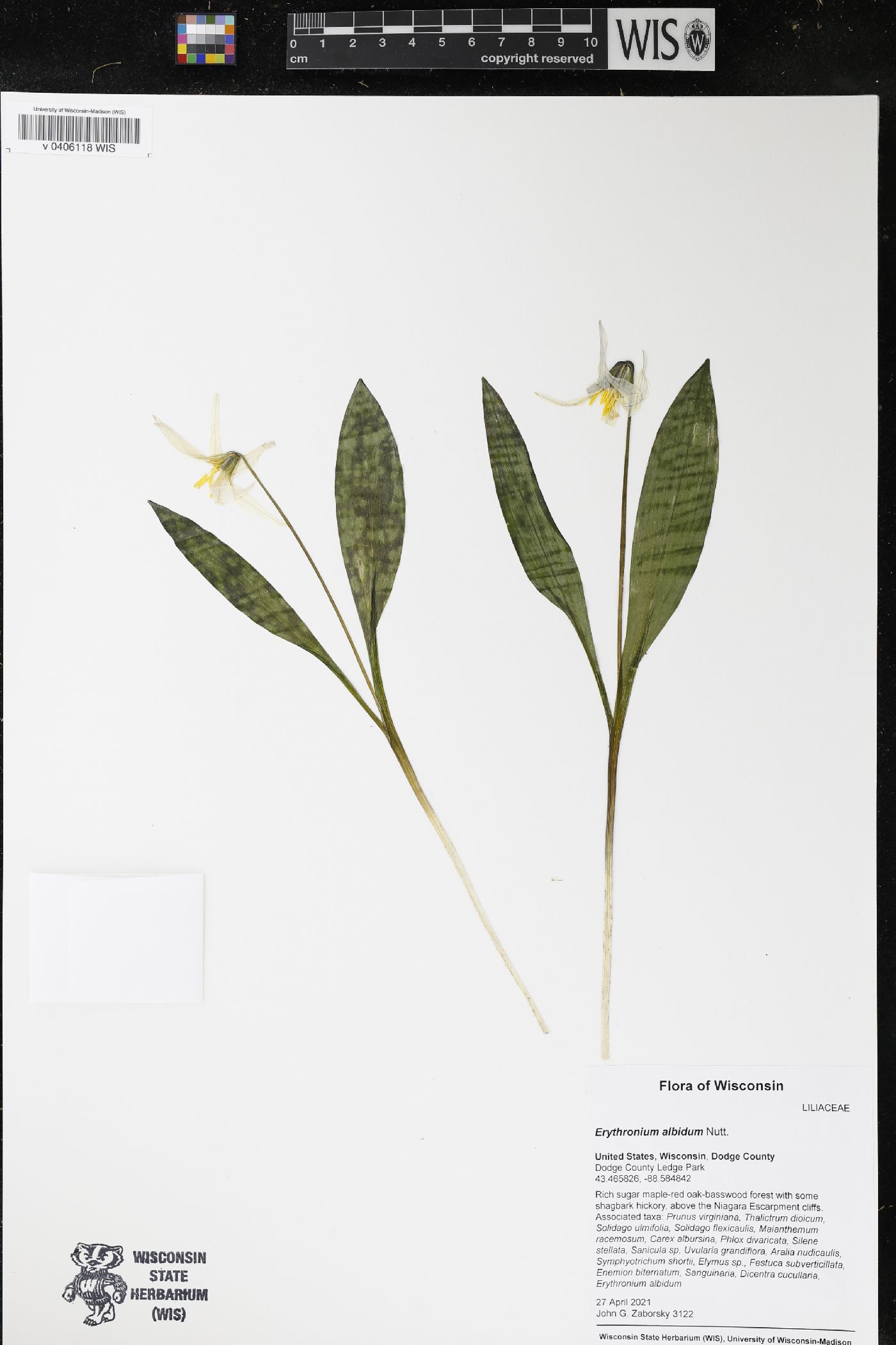 Erythronium albidum image