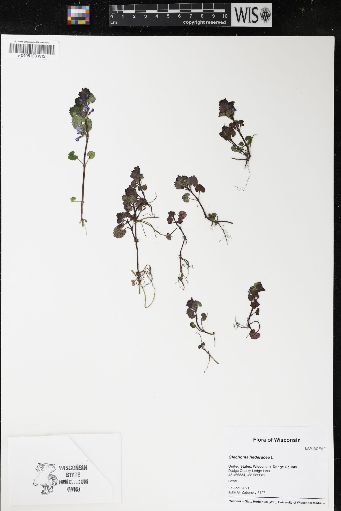 Glechoma hederacea image