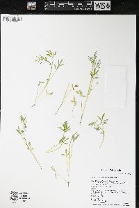 Floerkea proserpinacoides image