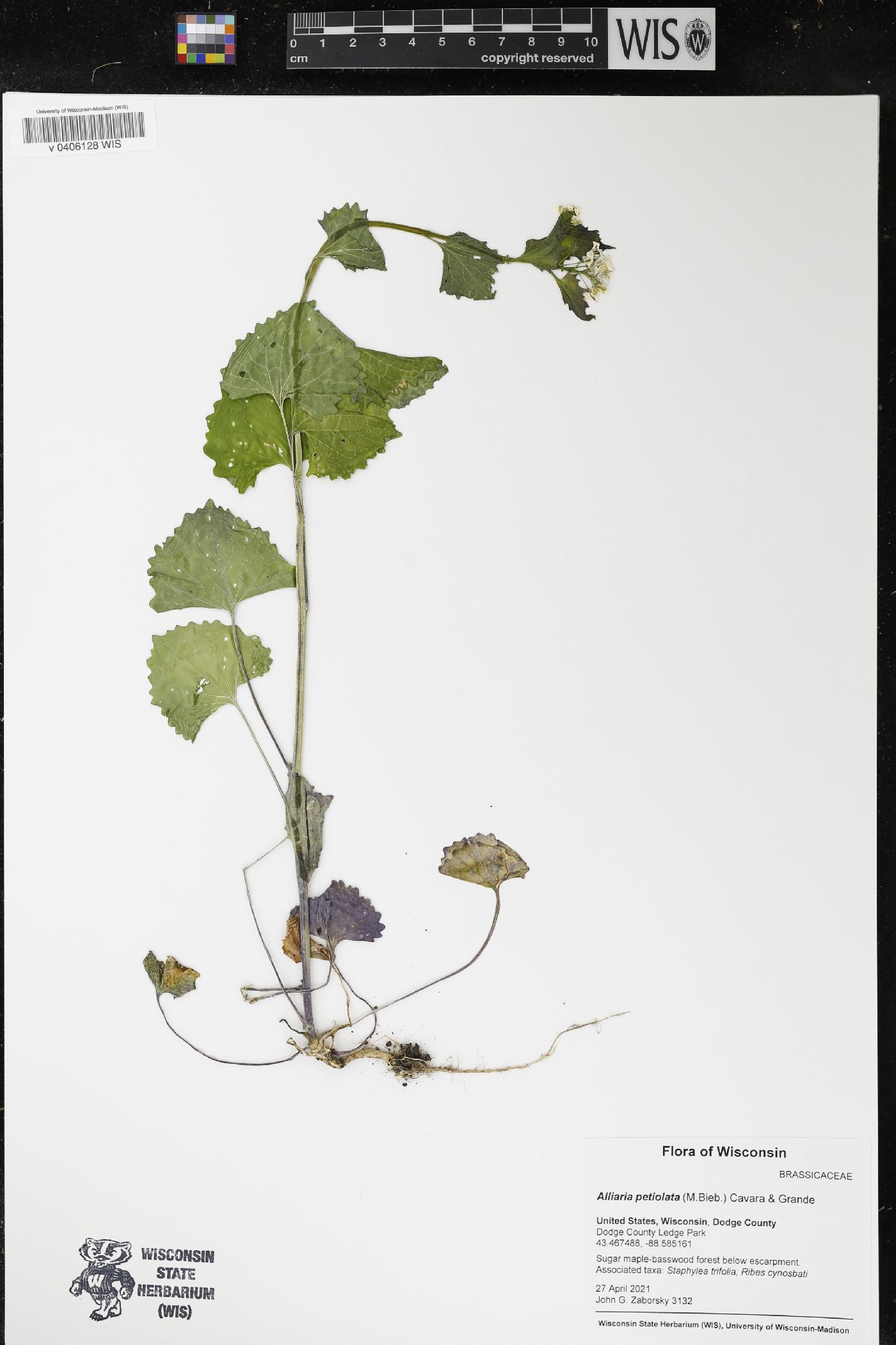 Alliaria petiolata image