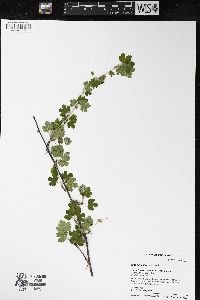 Ribes missouriense image