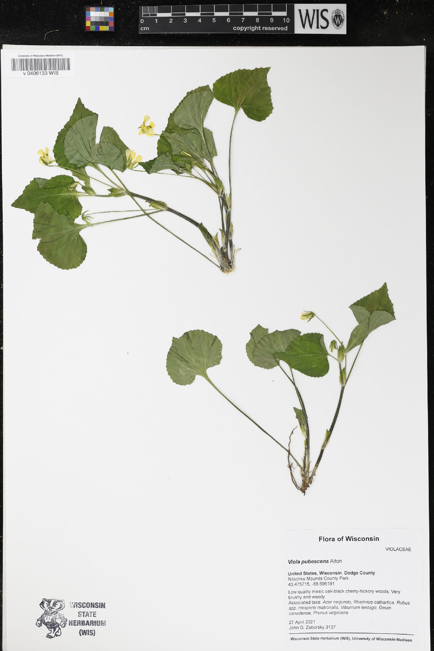 Viola pubescens image