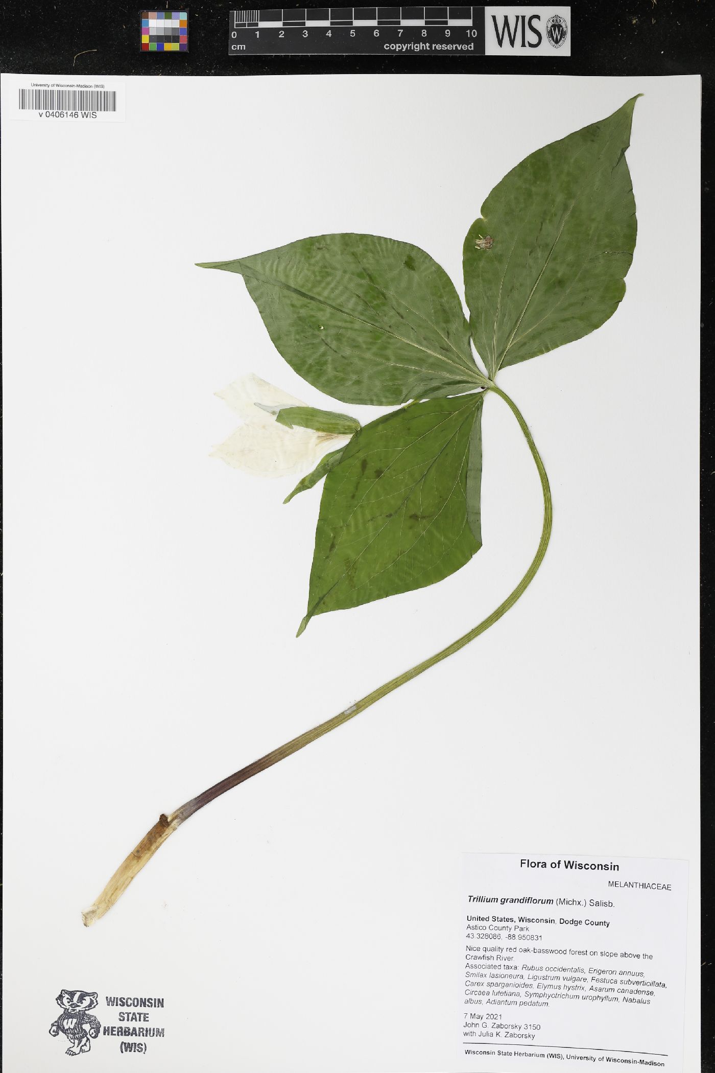 Trillium grandiflorum image