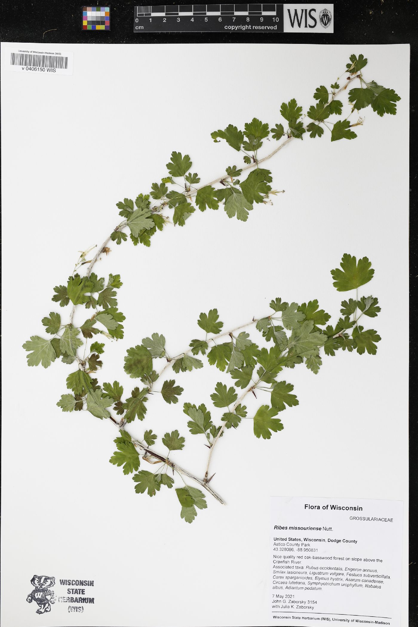 Ribes missouriense image