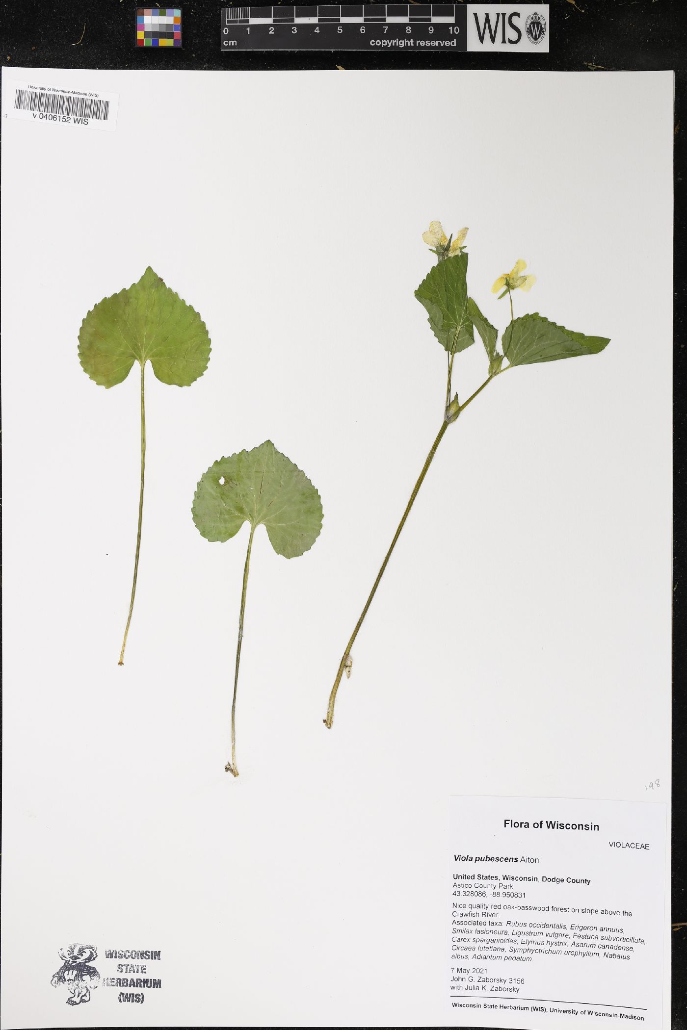 Viola pubescens image