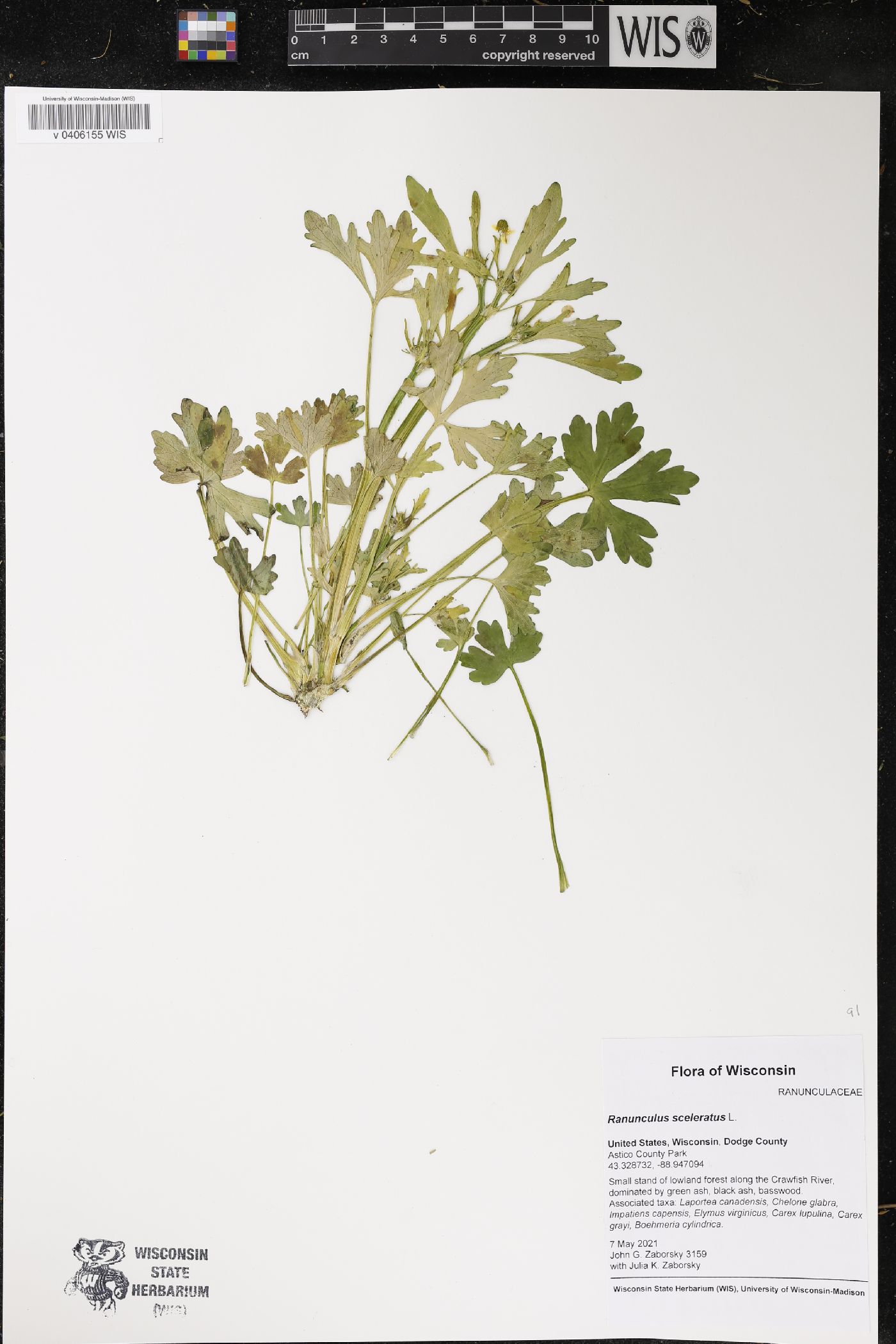 Ranunculus sceleratus image