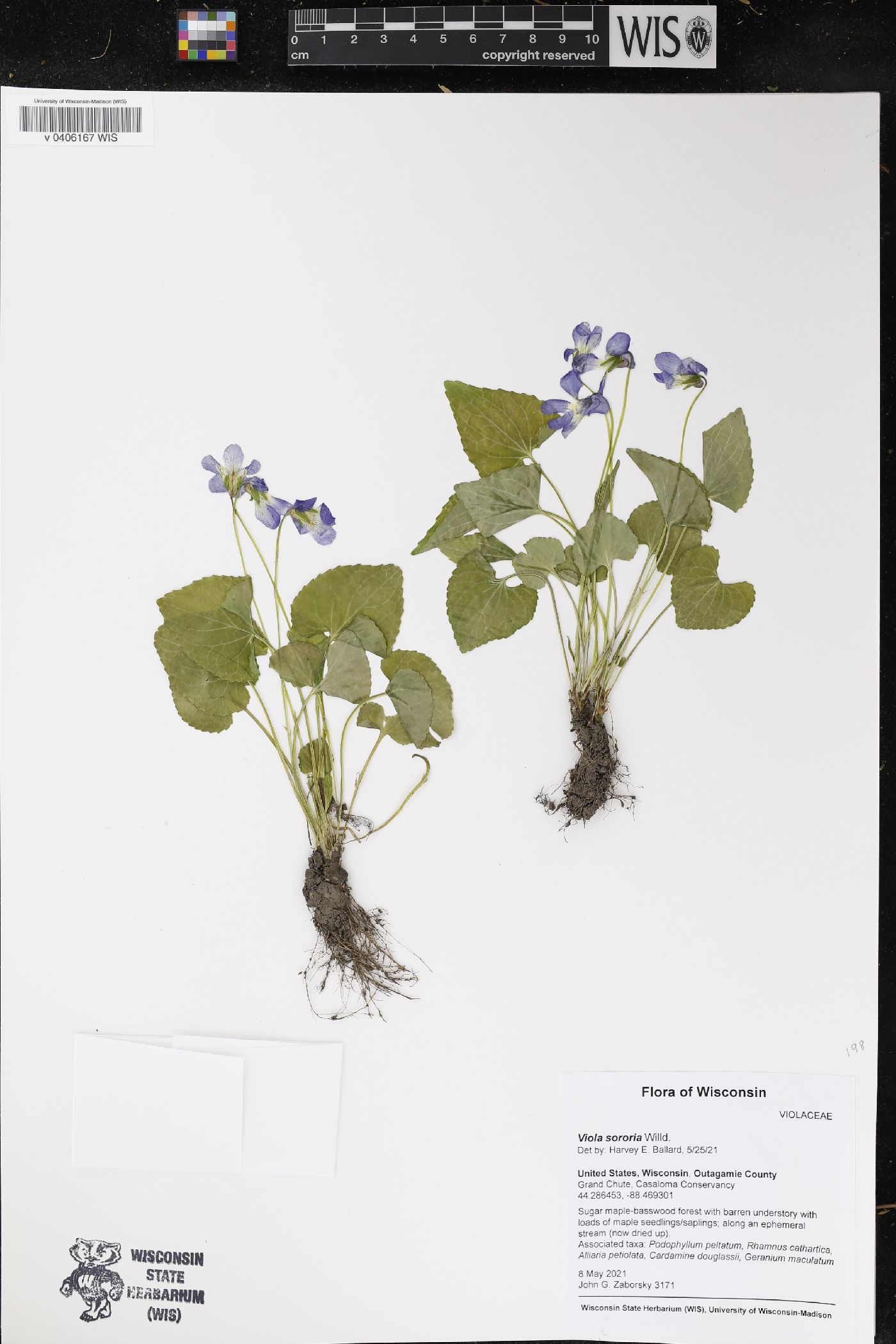 Viola sororia image