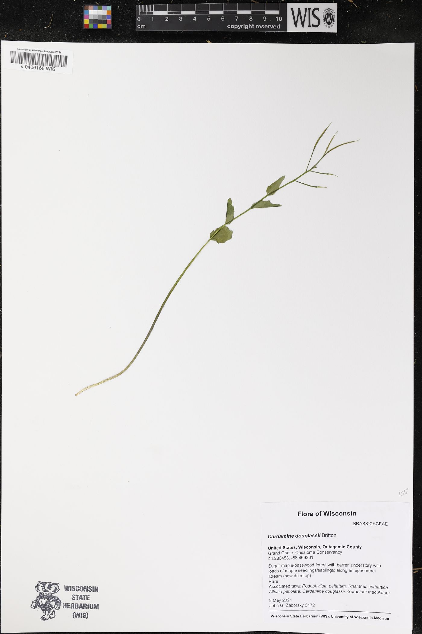 Cardamine douglassii image