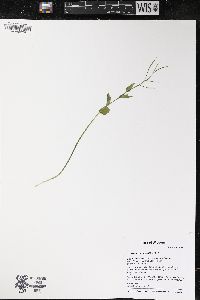 Cardamine douglassii image