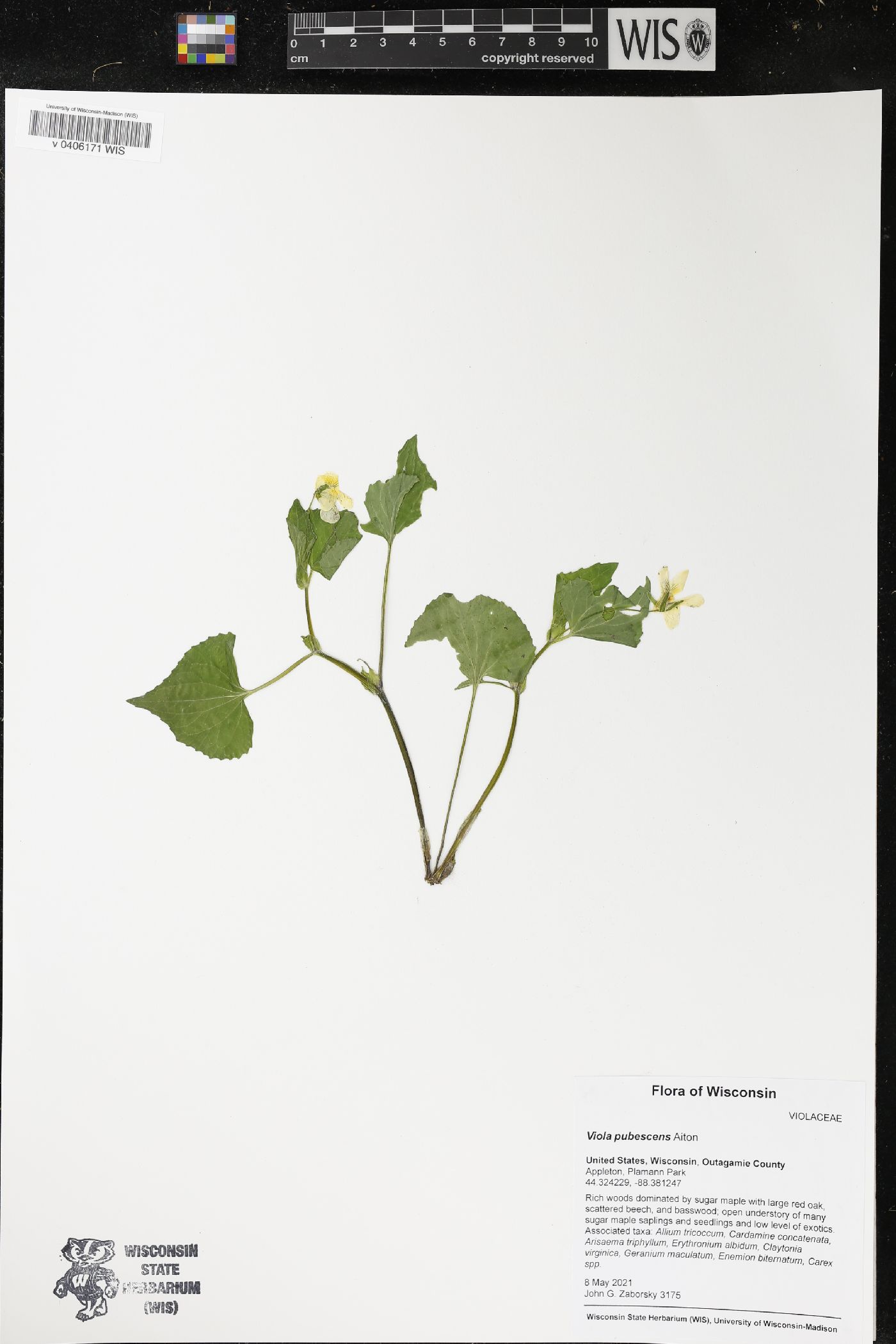 Viola pubescens image