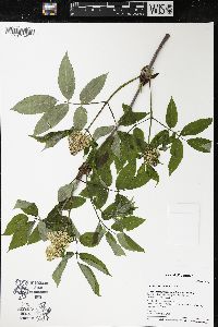 Sambucus racemosa subsp. racemosa image