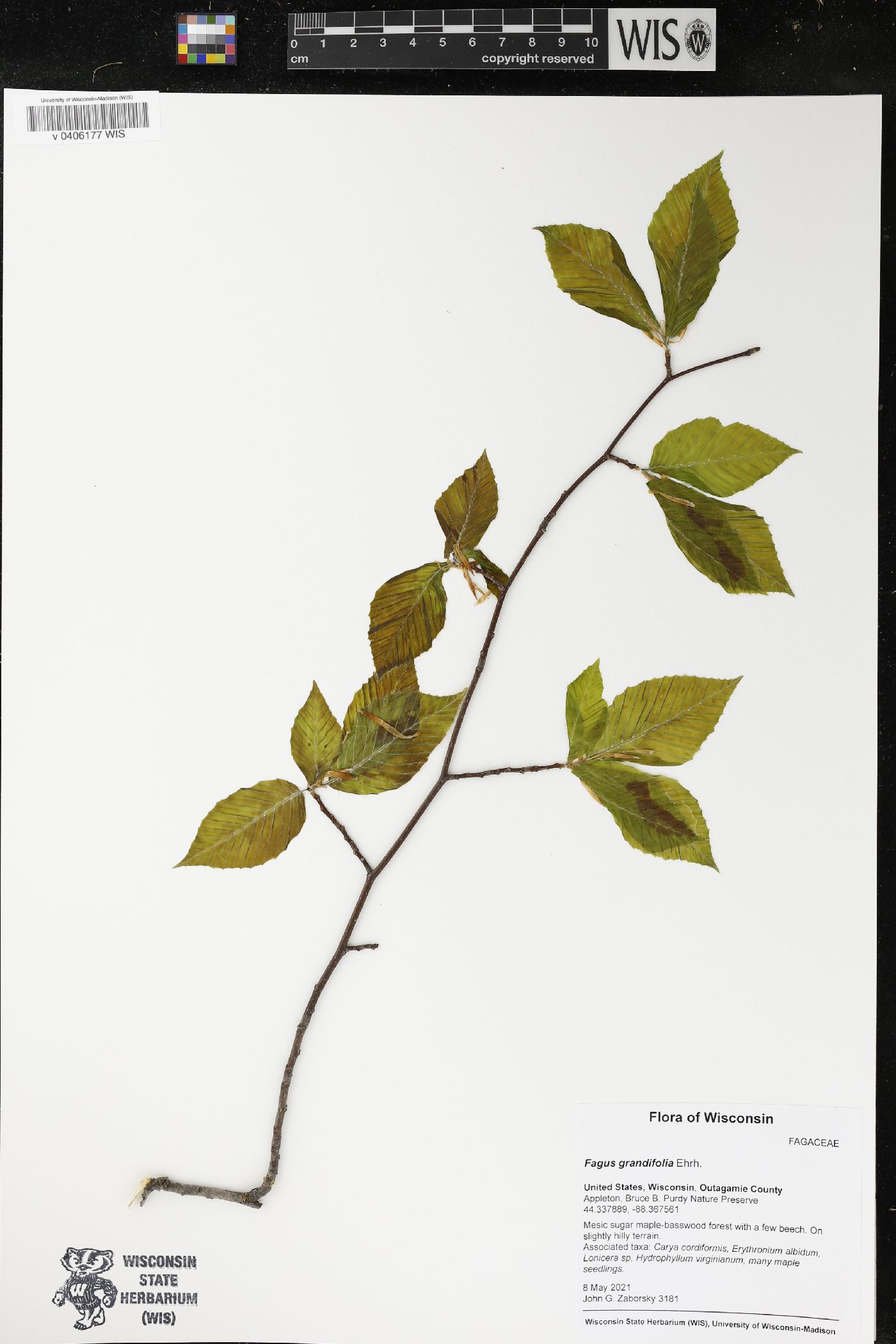 Fagus grandifolia image