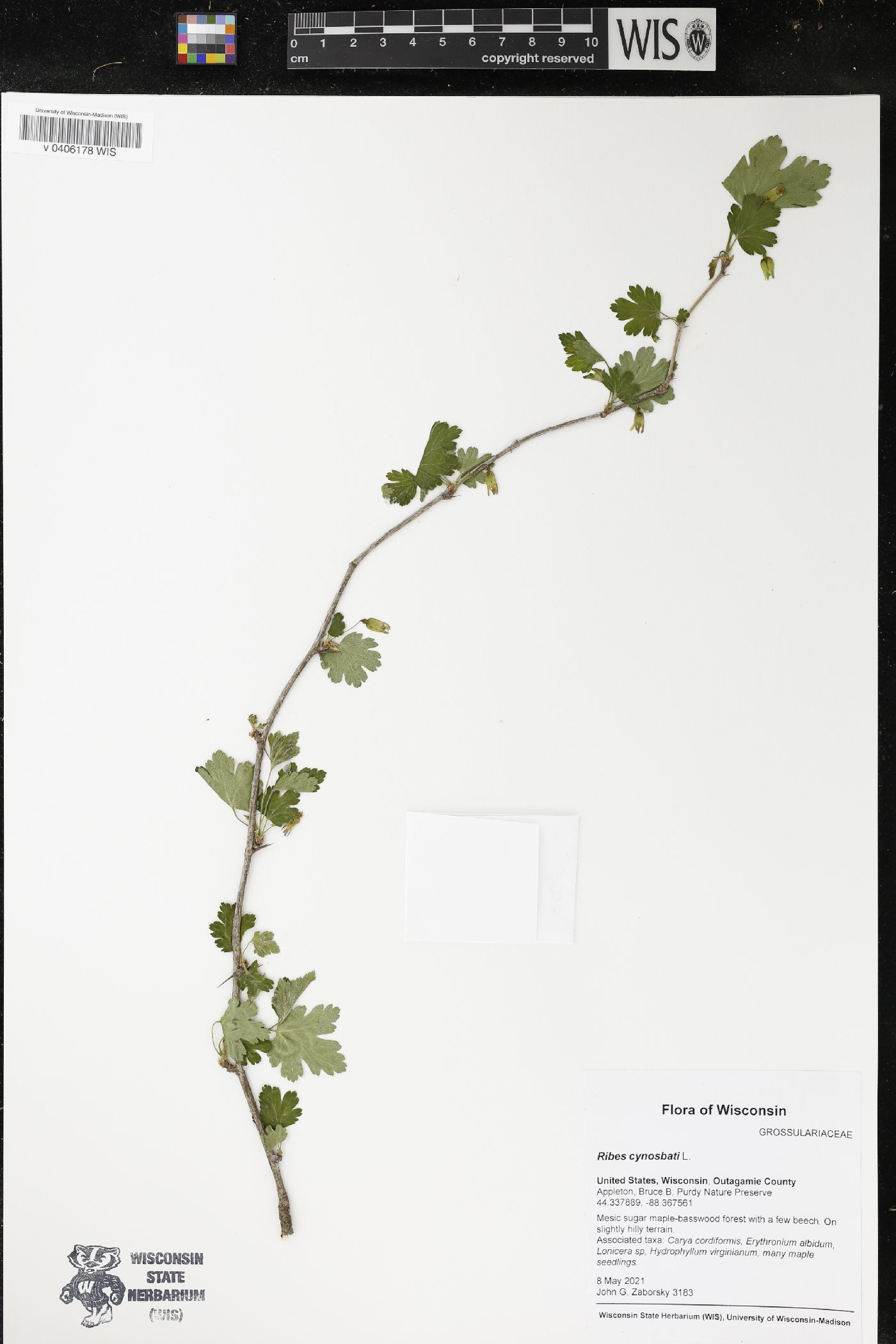 Ribes cynosbati image