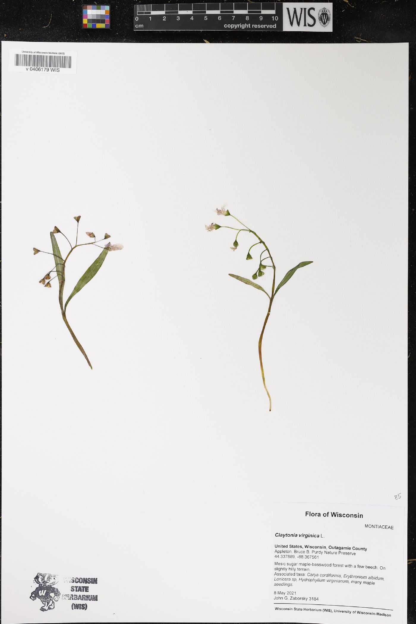 Claytonia virginica image