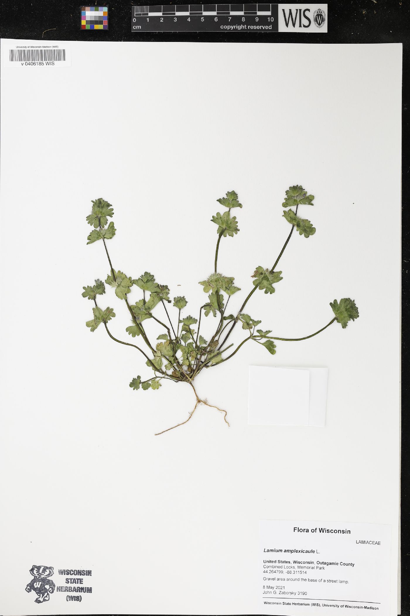 Lamium amplexicaule image