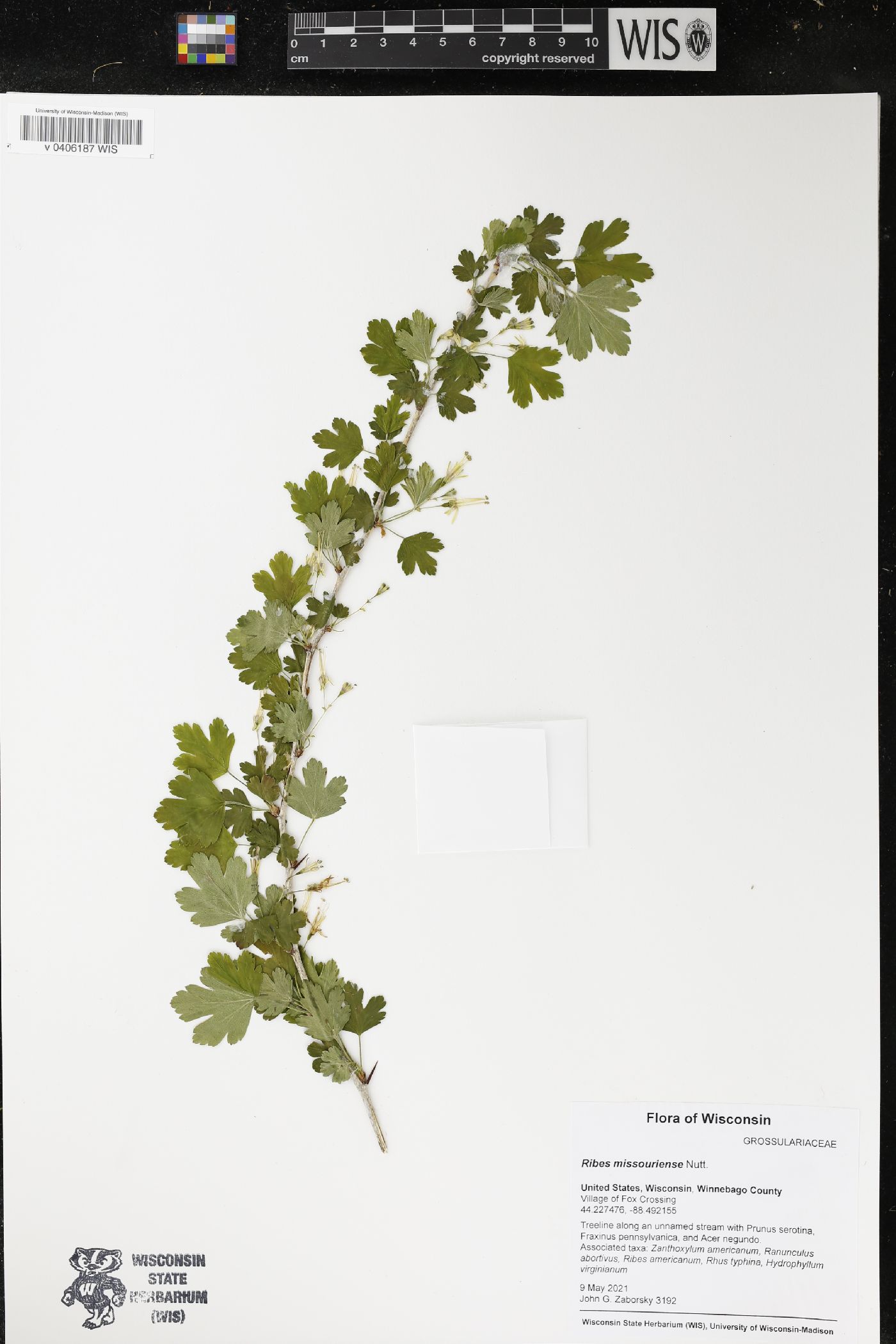 Ribes missouriense image
