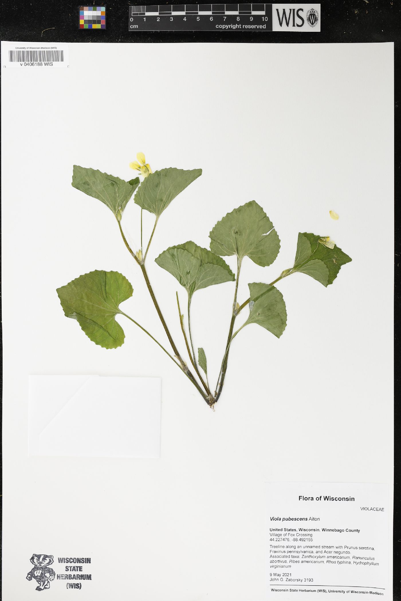 Viola pubescens image