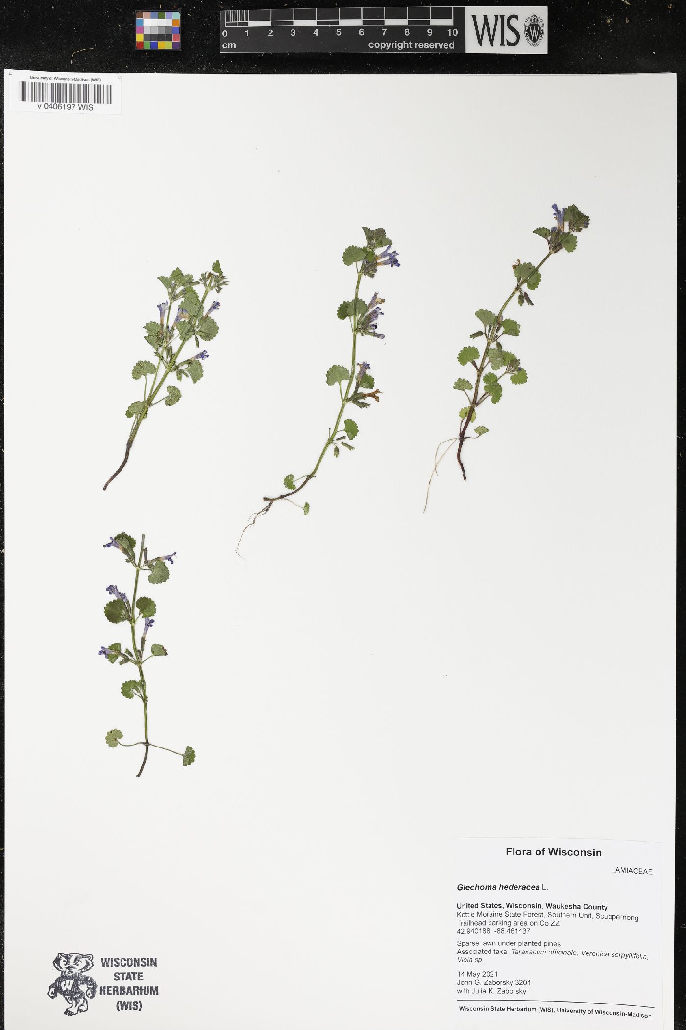 Glechoma hederacea image