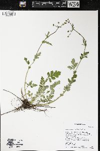 Geum vernum image