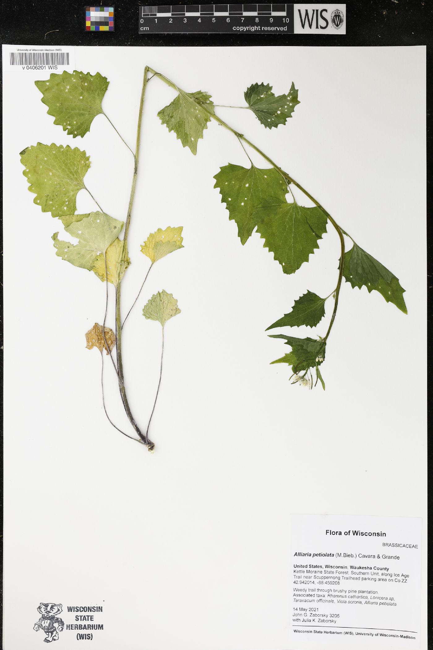 Alliaria petiolata image