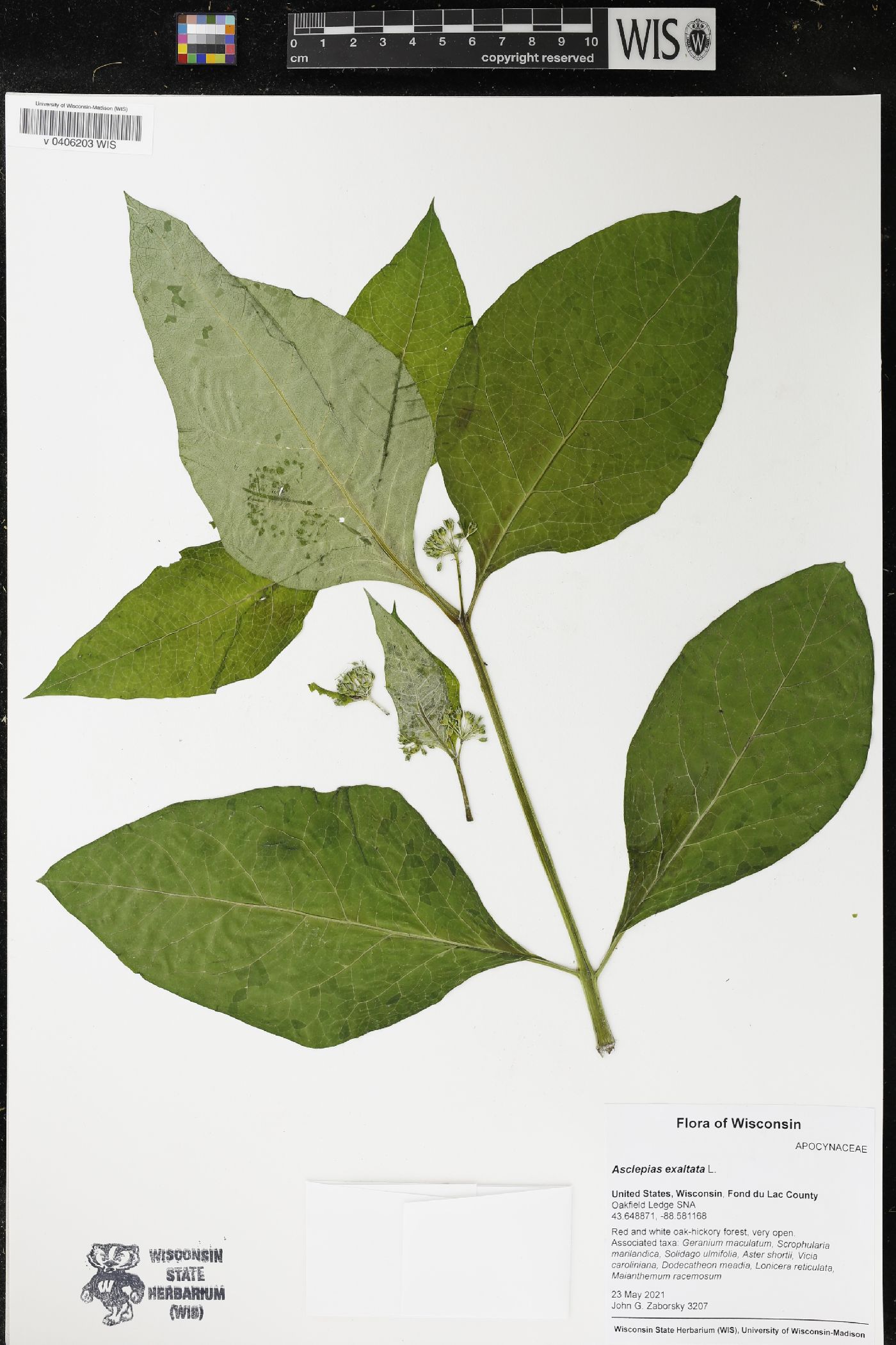 Asclepias exaltata image
