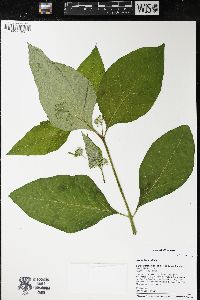 Asclepias exaltata image