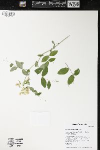 Lathyrus ochroleucus image