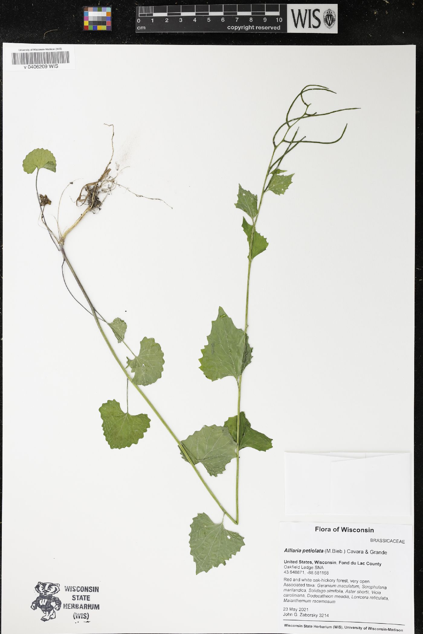 Alliaria petiolata image