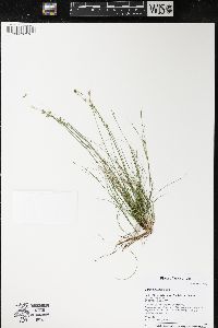 Carex eburnea image