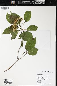 Viburnum lentago image