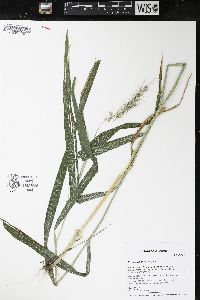 Elymus riparius image