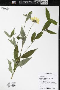 Helianthus giganteus image