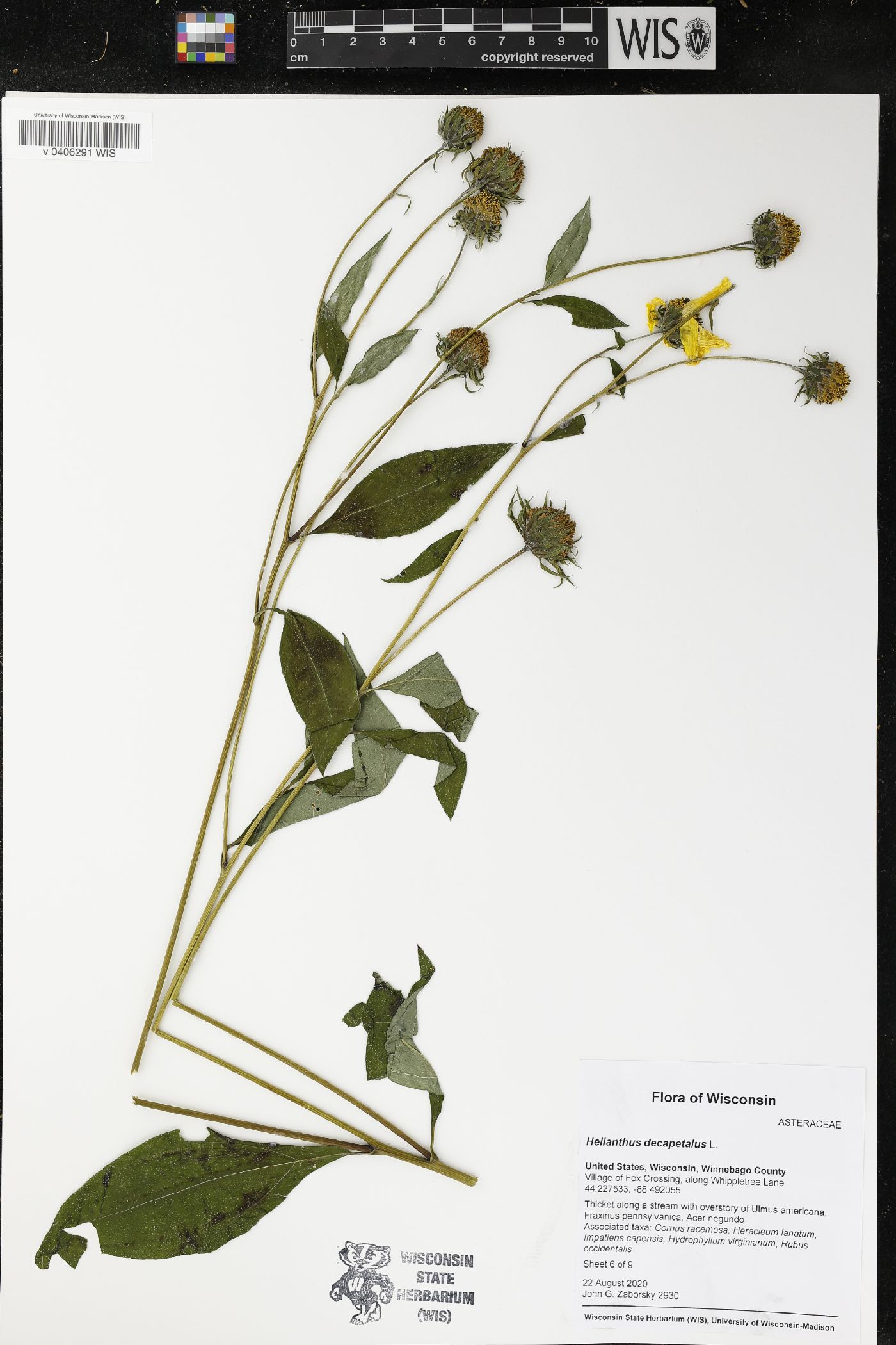 Helianthus decapetalus image