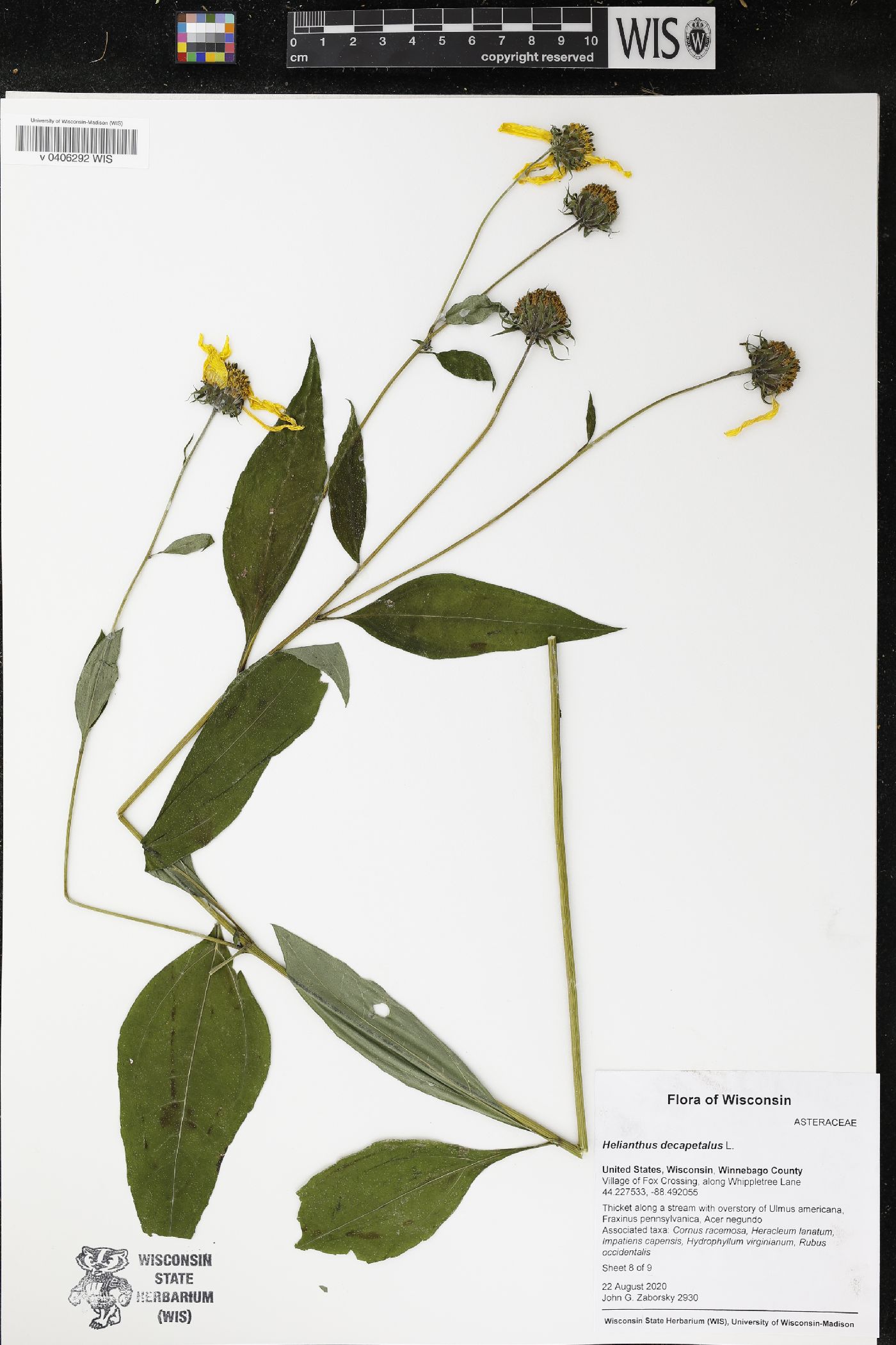 Helianthus decapetalus image