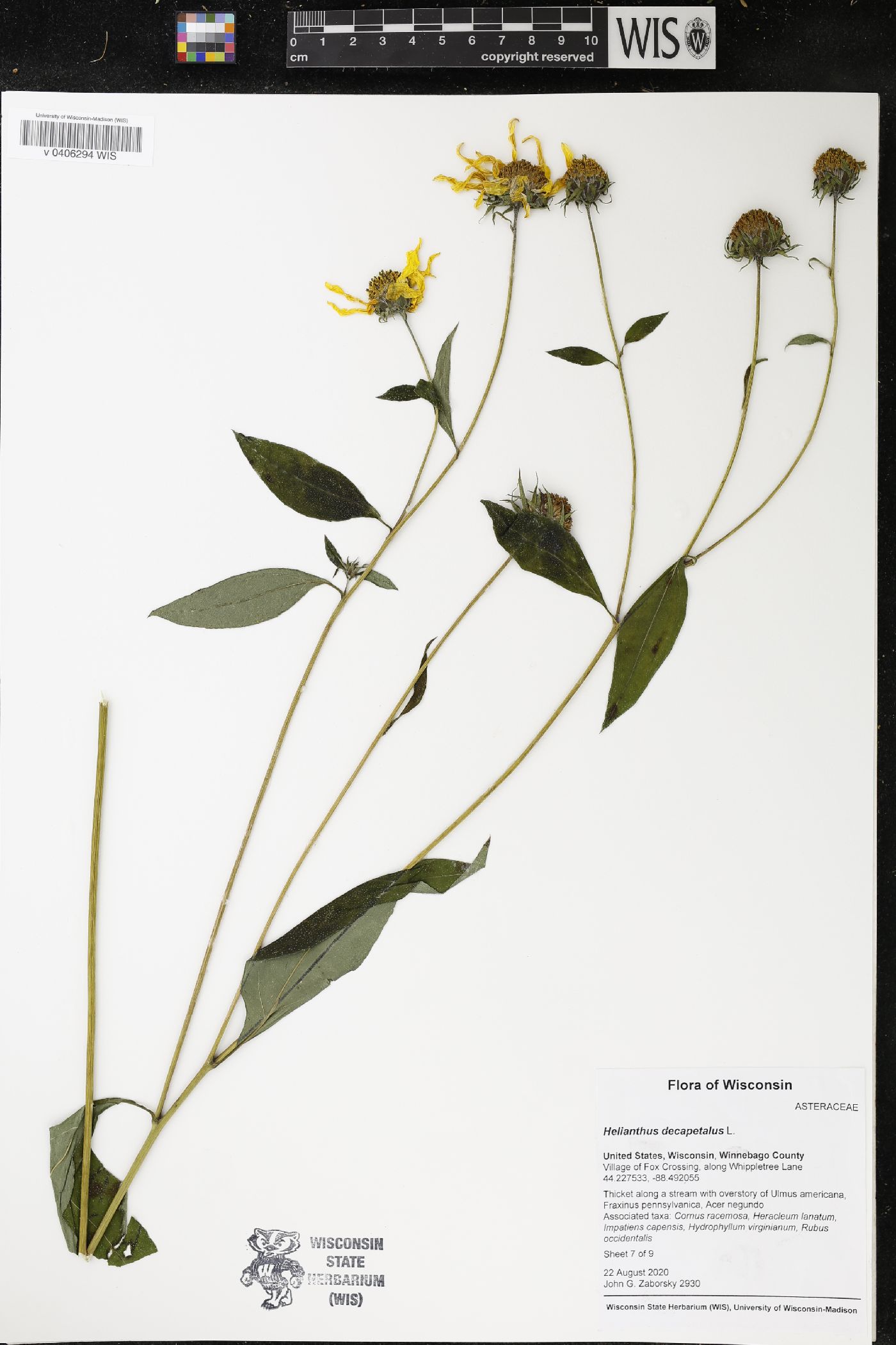 Helianthus decapetalus image