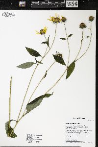 Helianthus decapetalus image