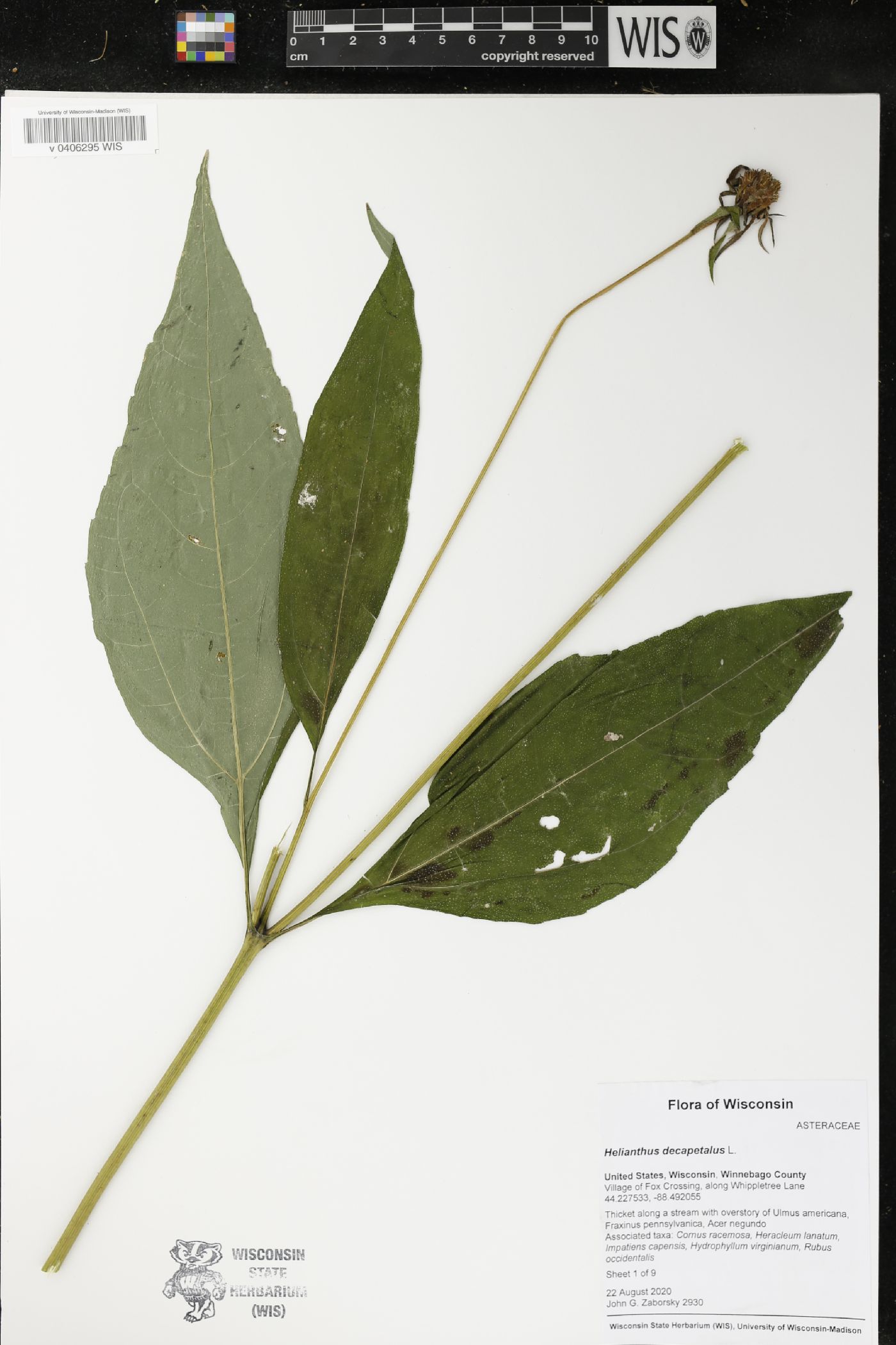 Helianthus decapetalus image