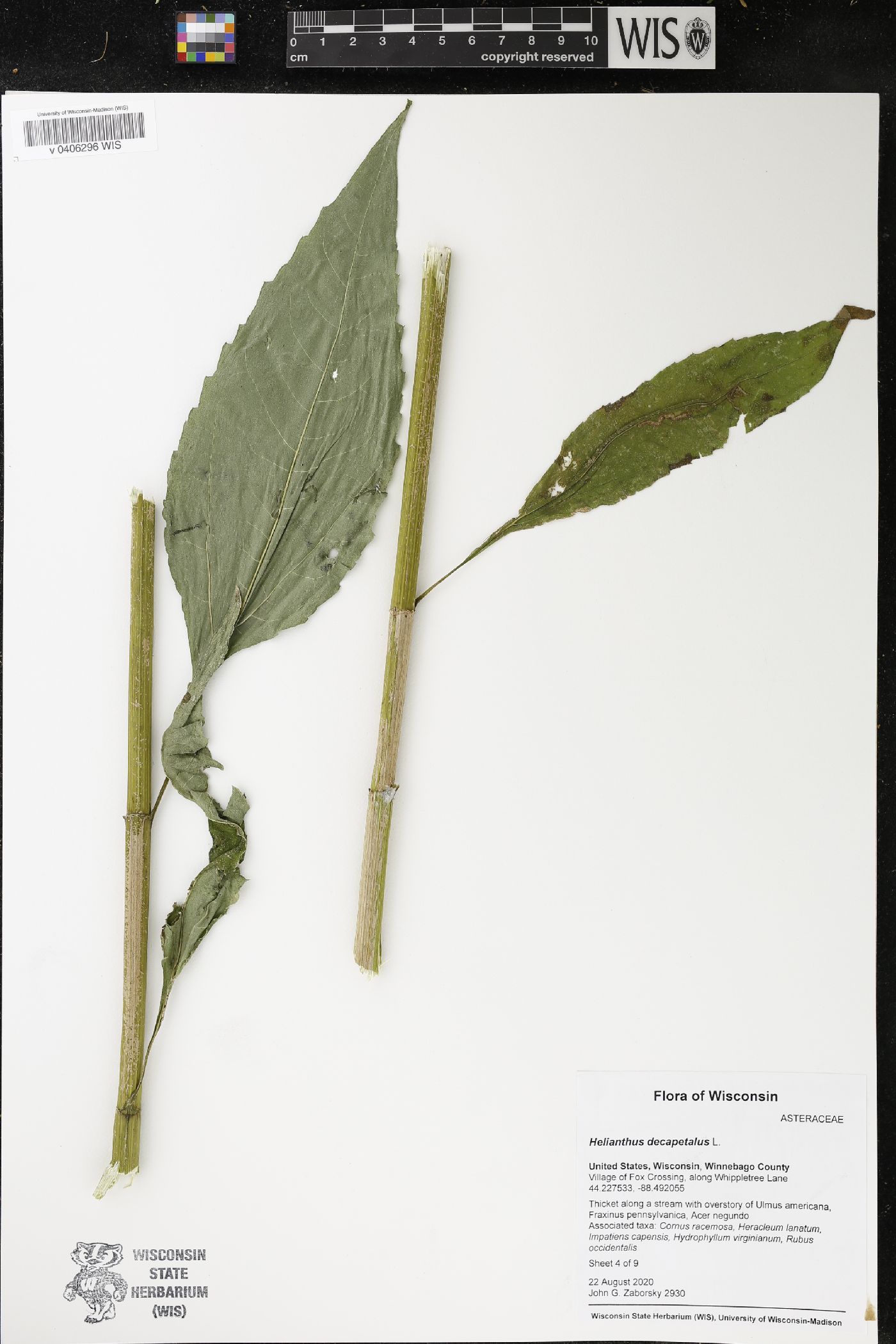 Helianthus decapetalus image
