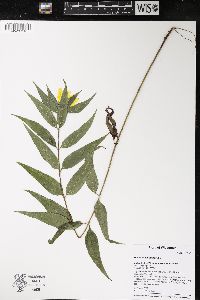 Helianthus strumosus image