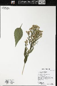 Symphyotrichum urophyllum image