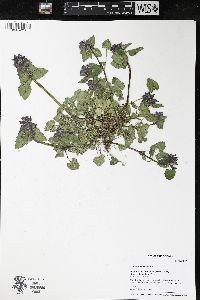 Lamium purpureum image