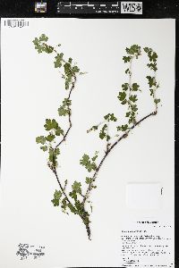 Ribes missouriense image